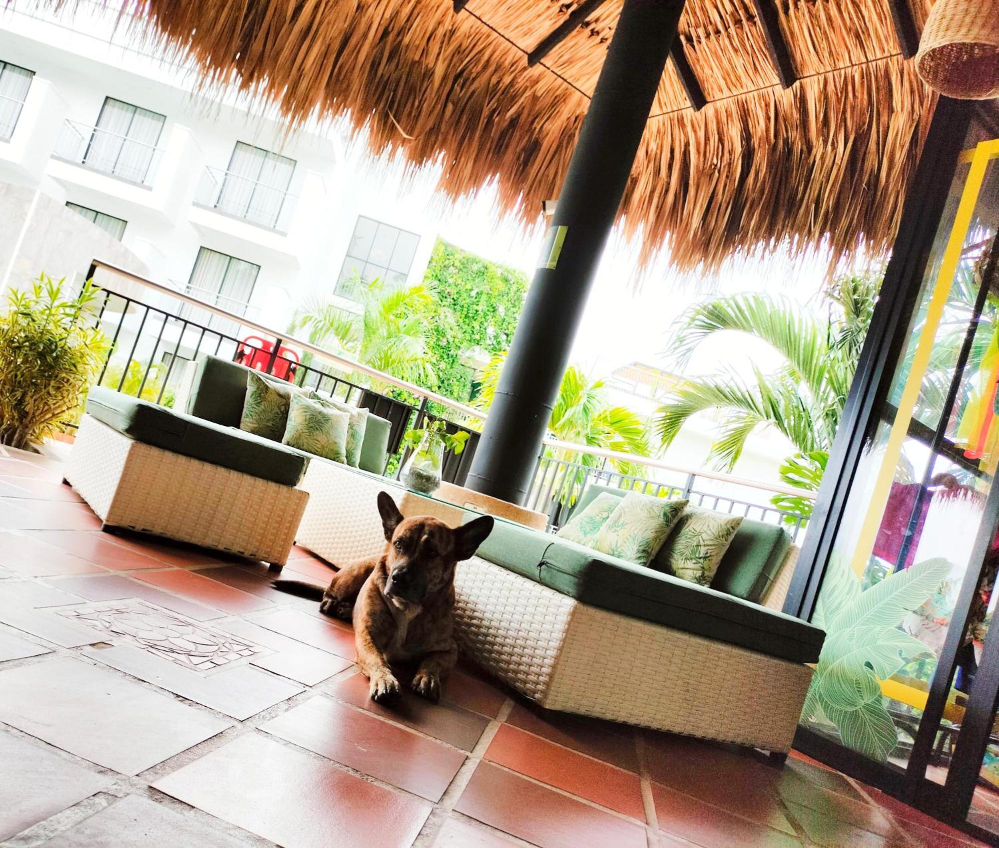 Hotel Arboreo Doradal Exterior foto